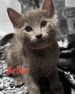 SILAS
