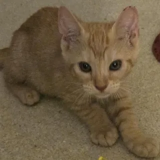 Rudy