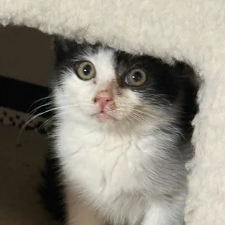 Cyrus