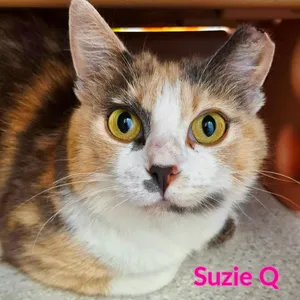 Susie Q