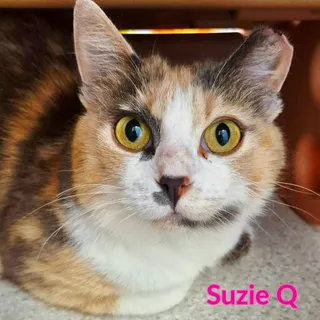 Susie Q