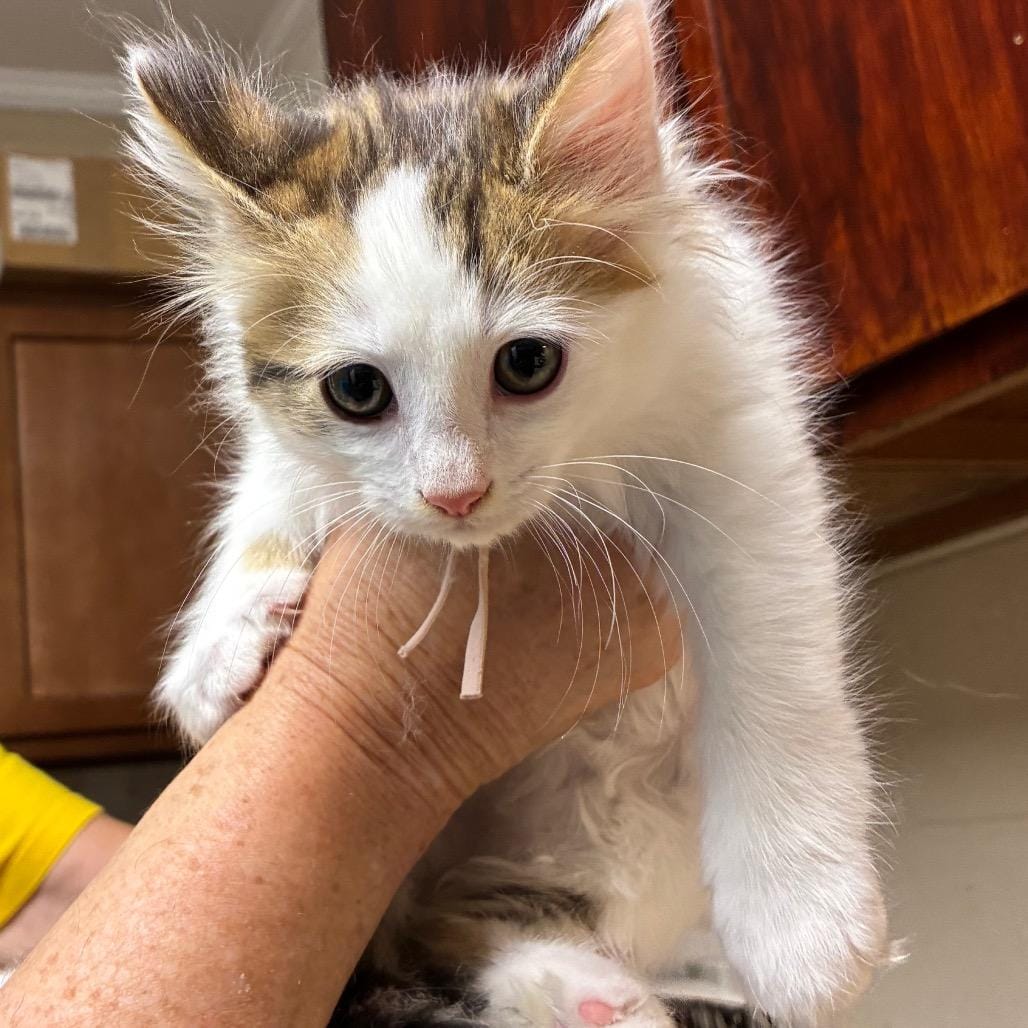 Boy kitten #2