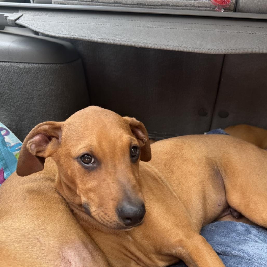 Taz