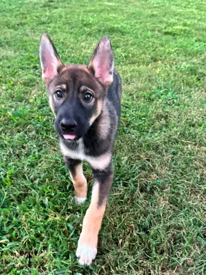 Athena