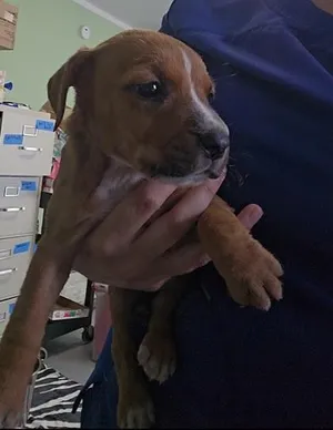Puppy 2
