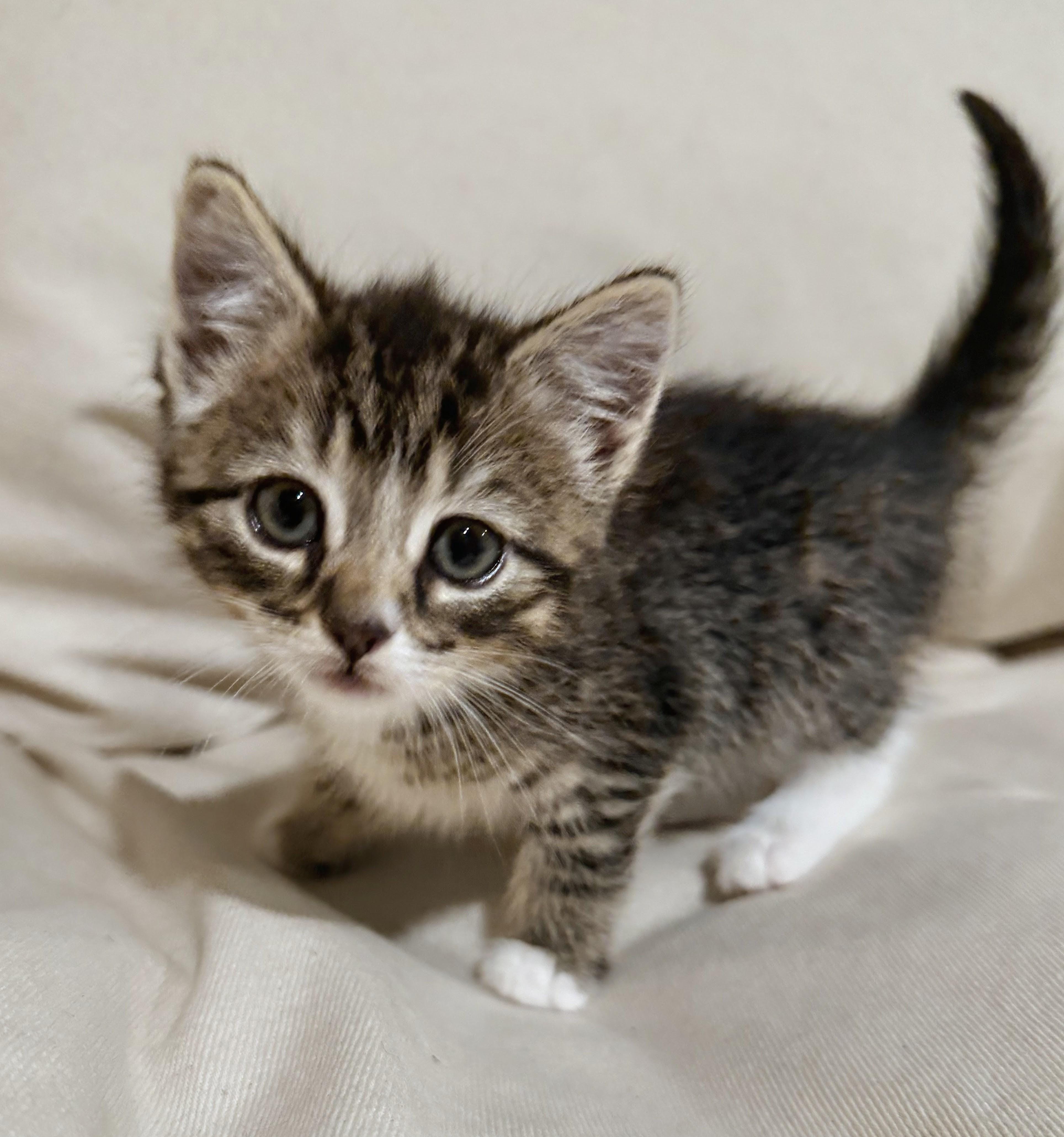 Mochi