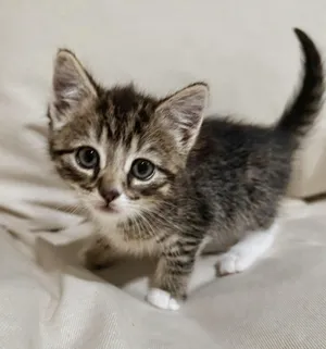Mochi