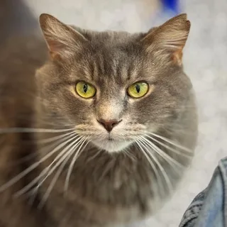 Logan (fka Fluffy)
