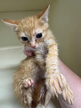 Chai