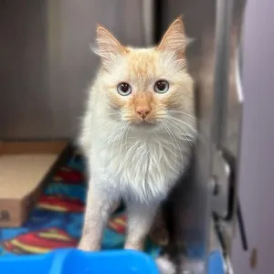 Milo