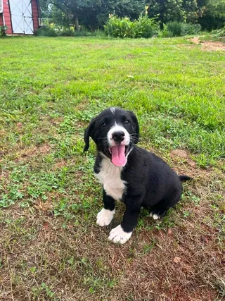 Buster