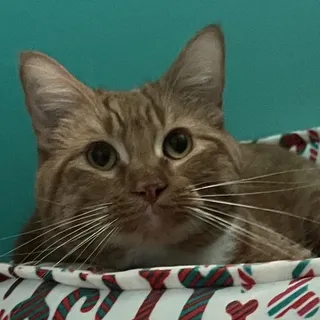 Teddy