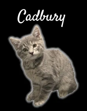 Cadbury