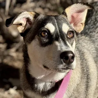 Lani
