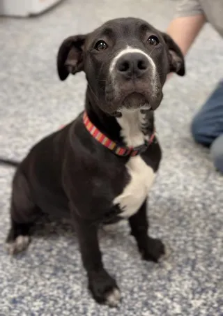 Bella