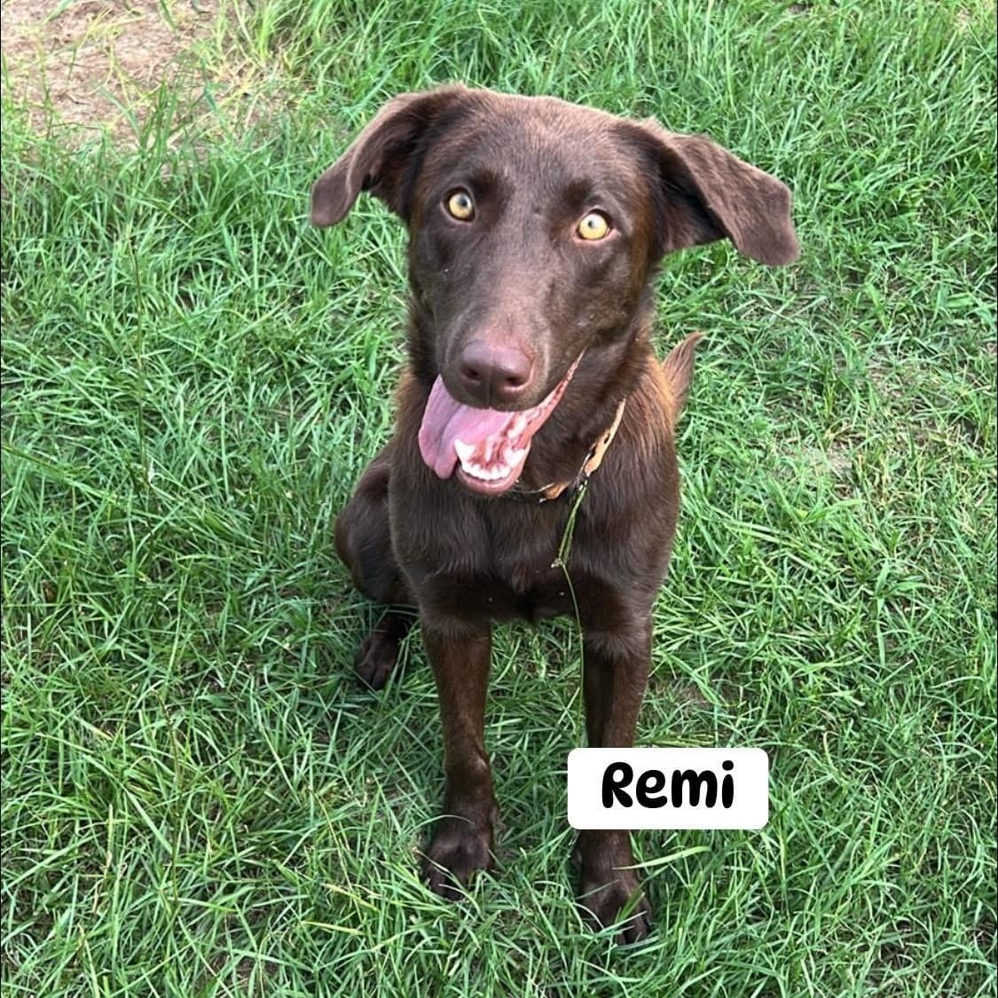 Remi
