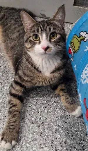 Mr. Marbles