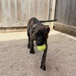 Brindle