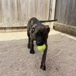 Brindle