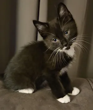 Dylan