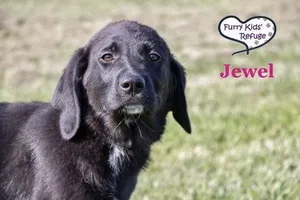 Jewel
