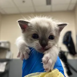 MAVERICK