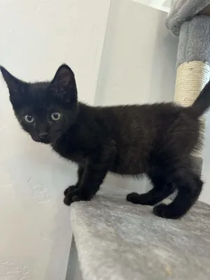 Okra