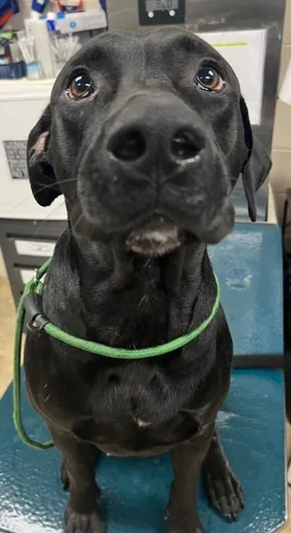 Smokey