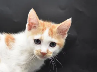 Cantaloupe