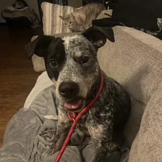 Remi