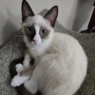 Frankie