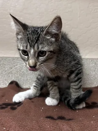 Jack