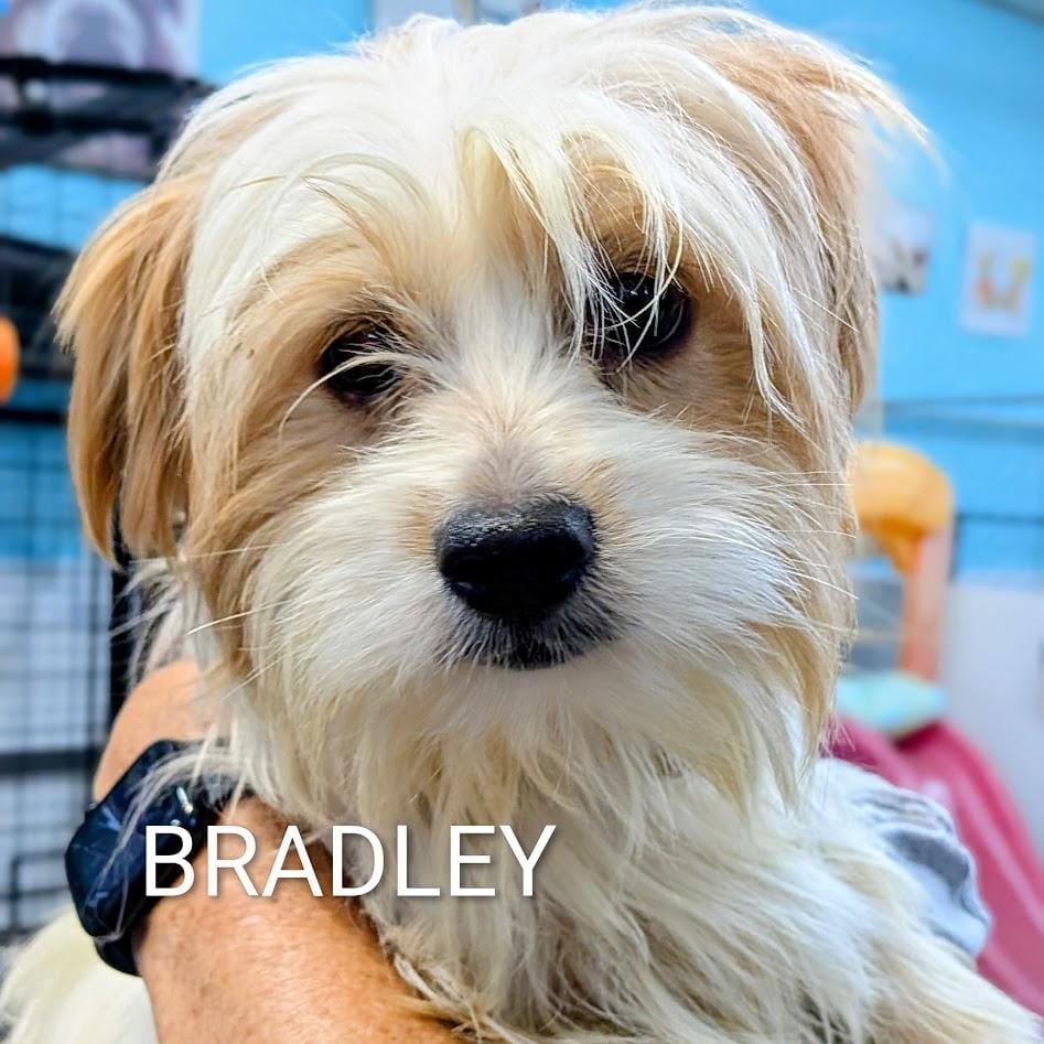 Bradley