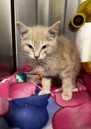 Meowsolini