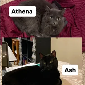 Ash