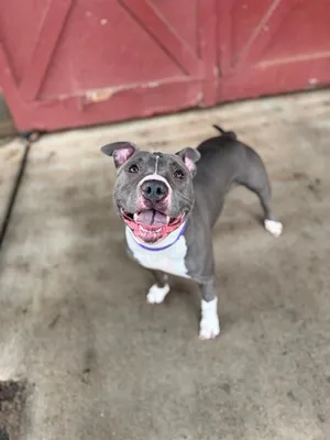 LENTIL