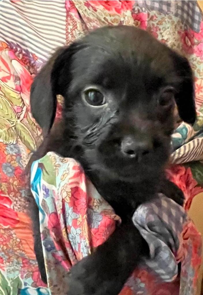 Roxy Rufflebottoms