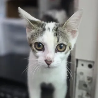 Doja