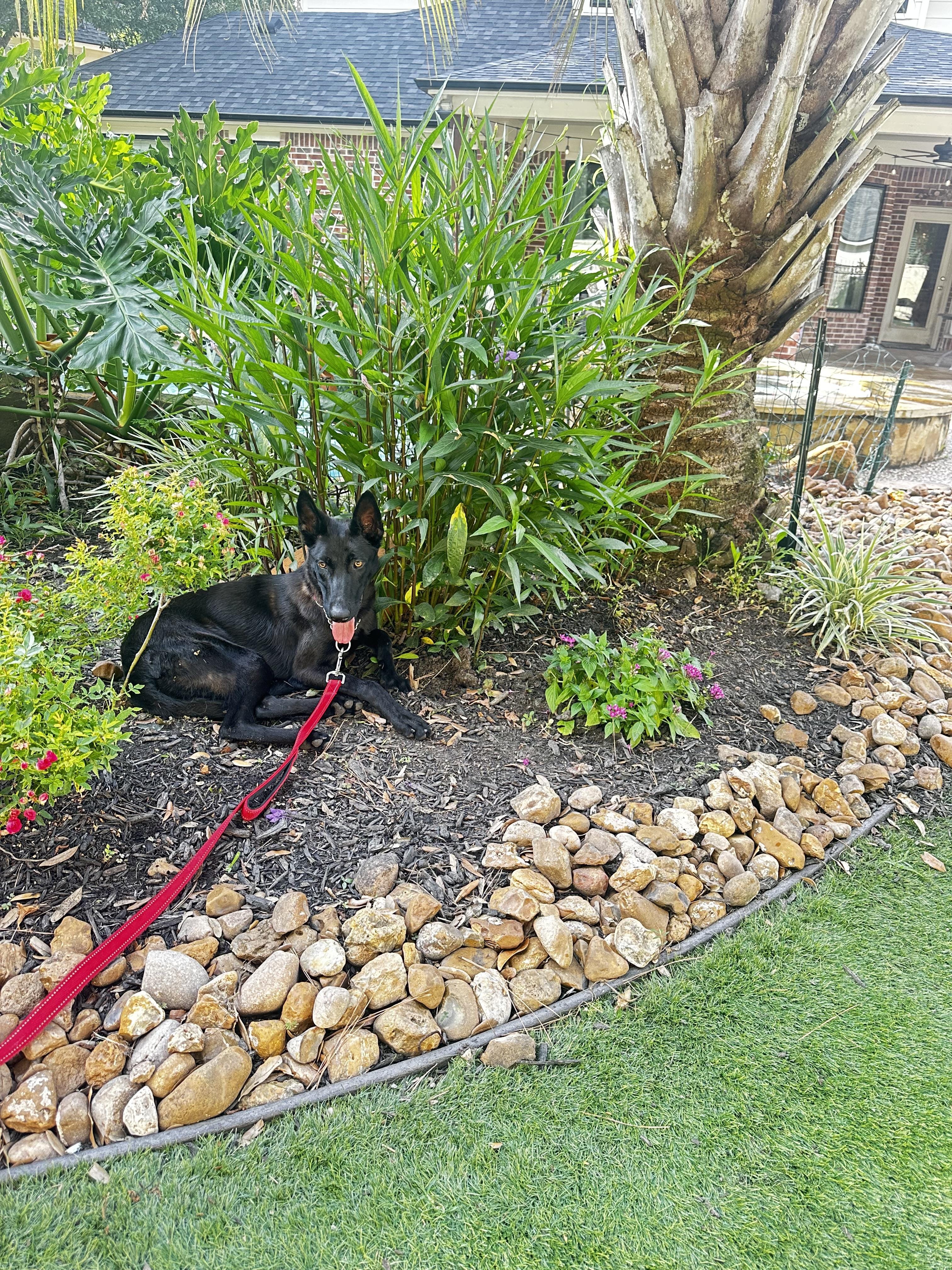 Freya