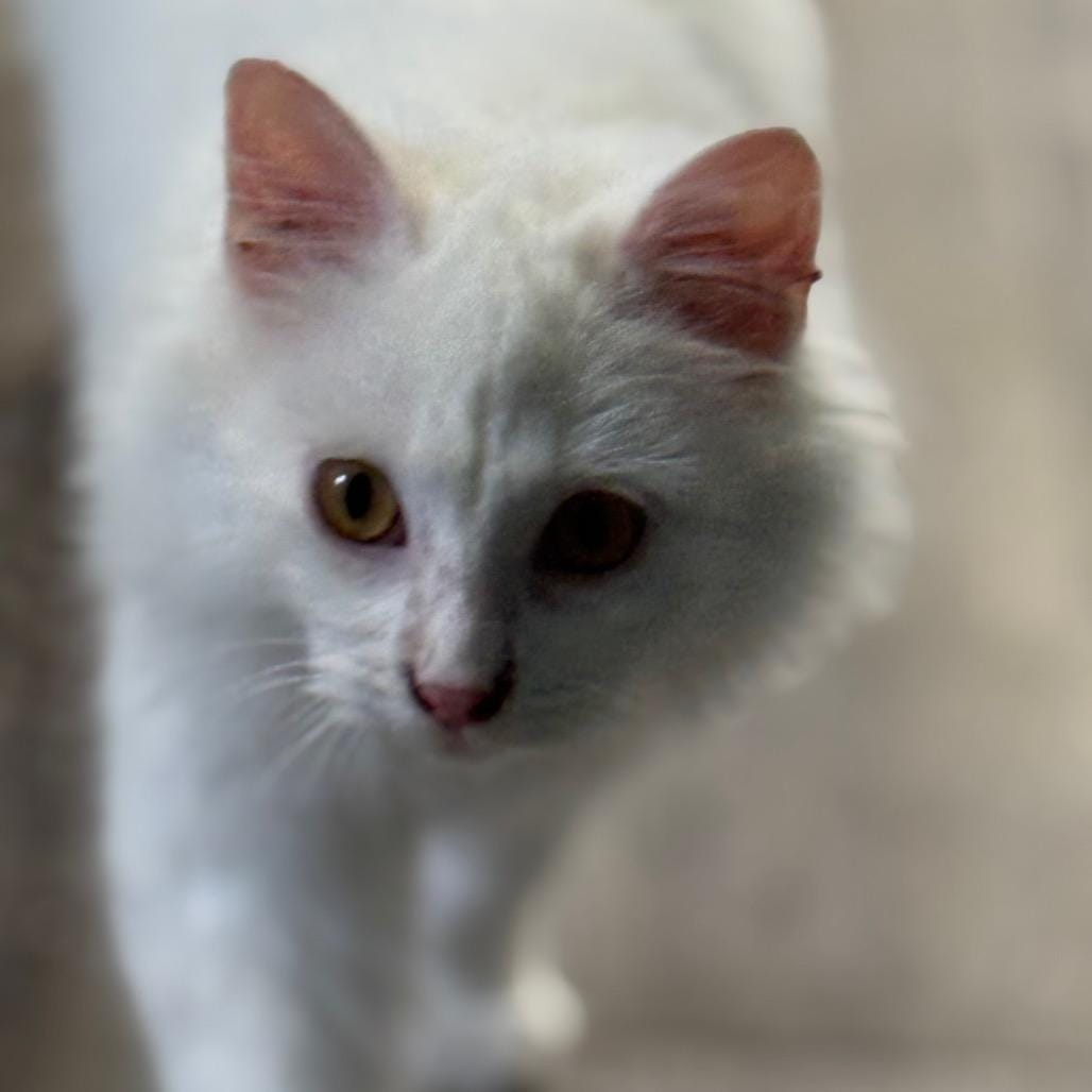 Falkor