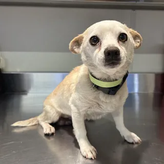 IVHS-Stray-140460