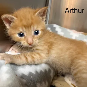 Arthur