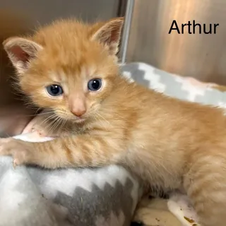 Arthur
