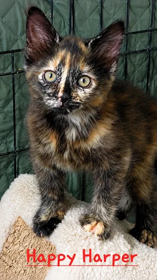 Jolly Jewel, Happy Harper-Bonded