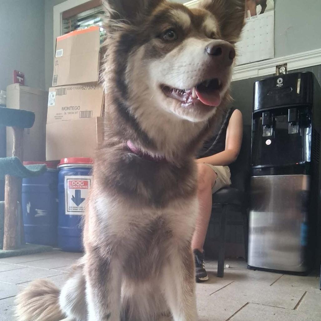 Chichi Stray Hold 6/14