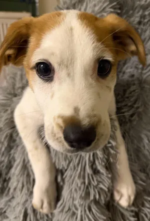 Jett