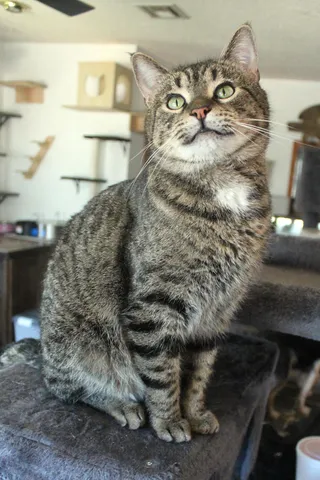 Handsome Henry