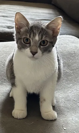 Cashew- A Gentle Soul Looking for Patience and Love