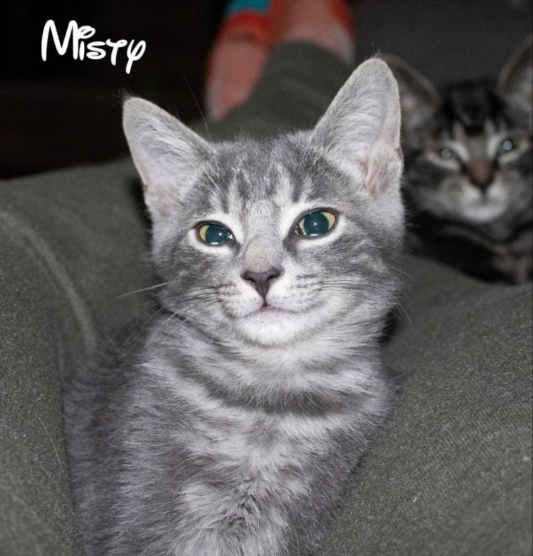 Misty