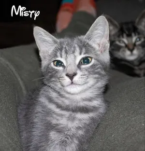 Misty